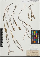 Foto von Salix repens L.